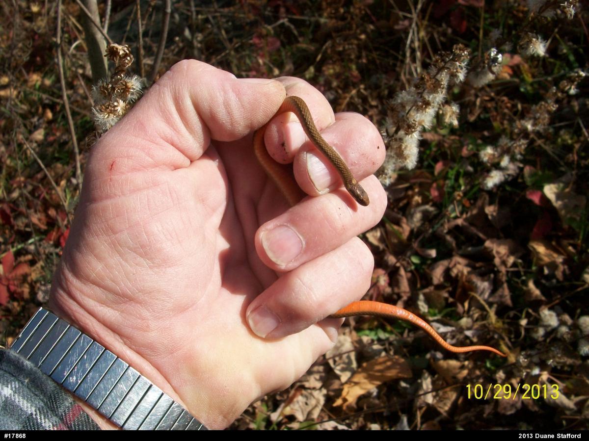 Red-bellied Snake