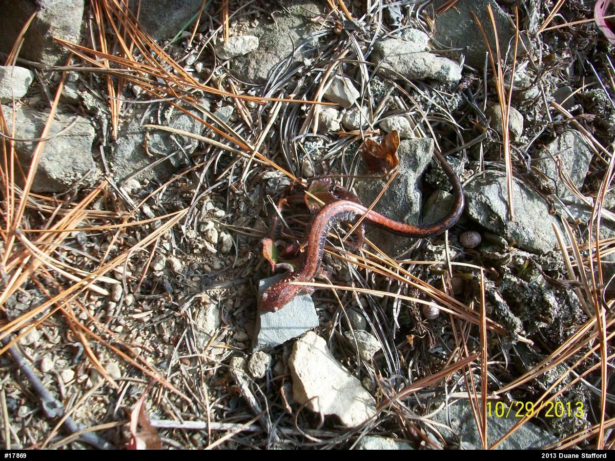 Eastern Red-backed  Salamander