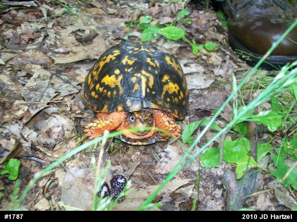 Eastern Box Turtle