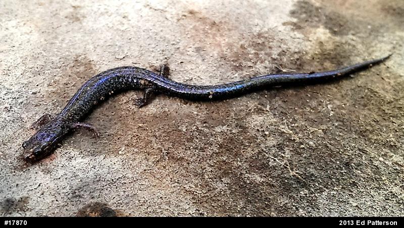 Valley And Ridge Salamander