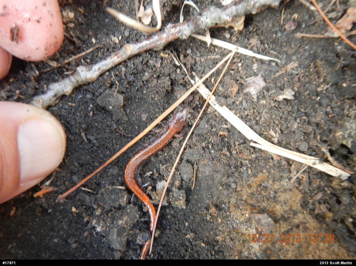 Eastern Red-backed  Salamander