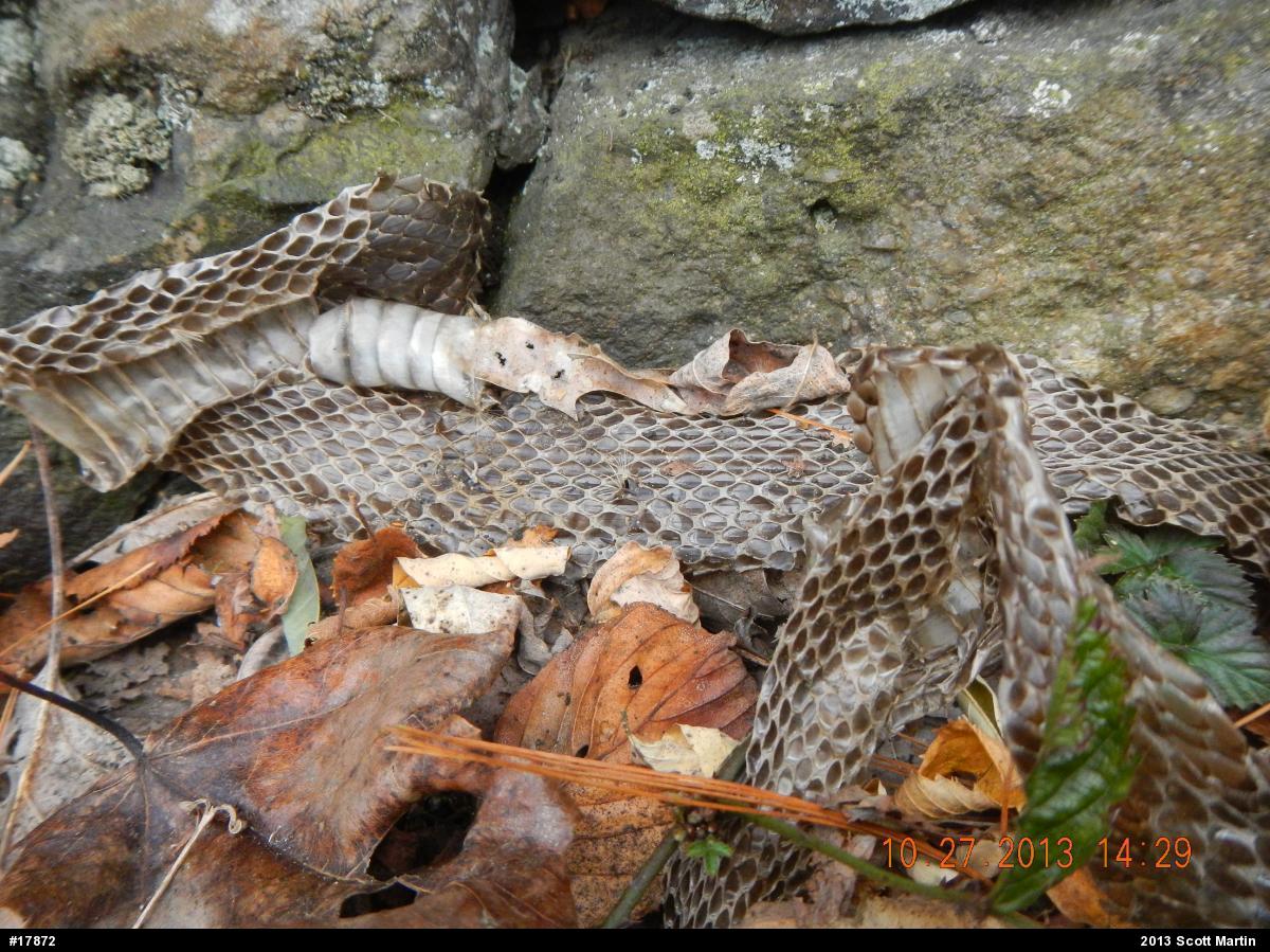 Eastern Ratsnake
