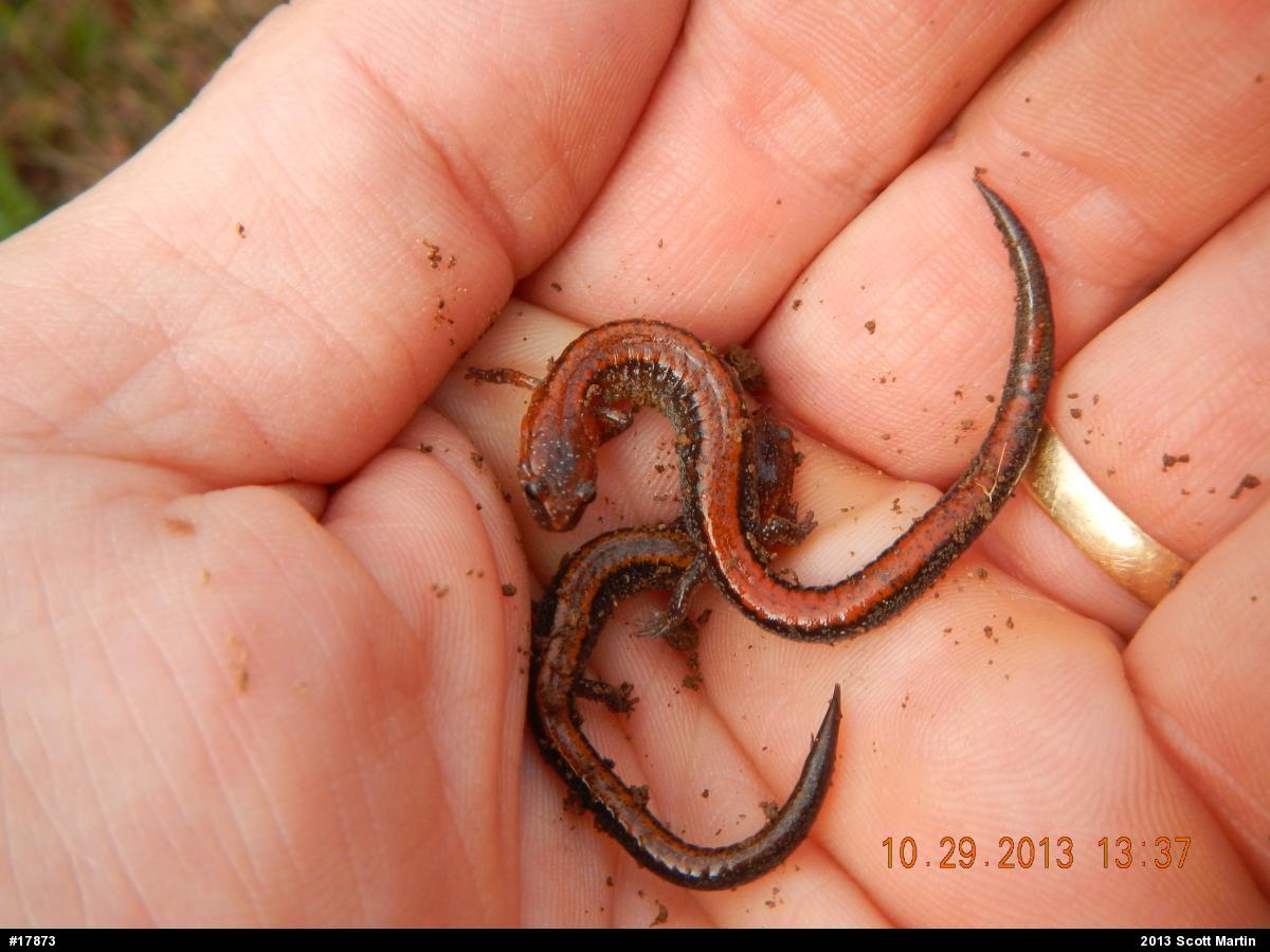 Eastern Red-backed  Salamander
