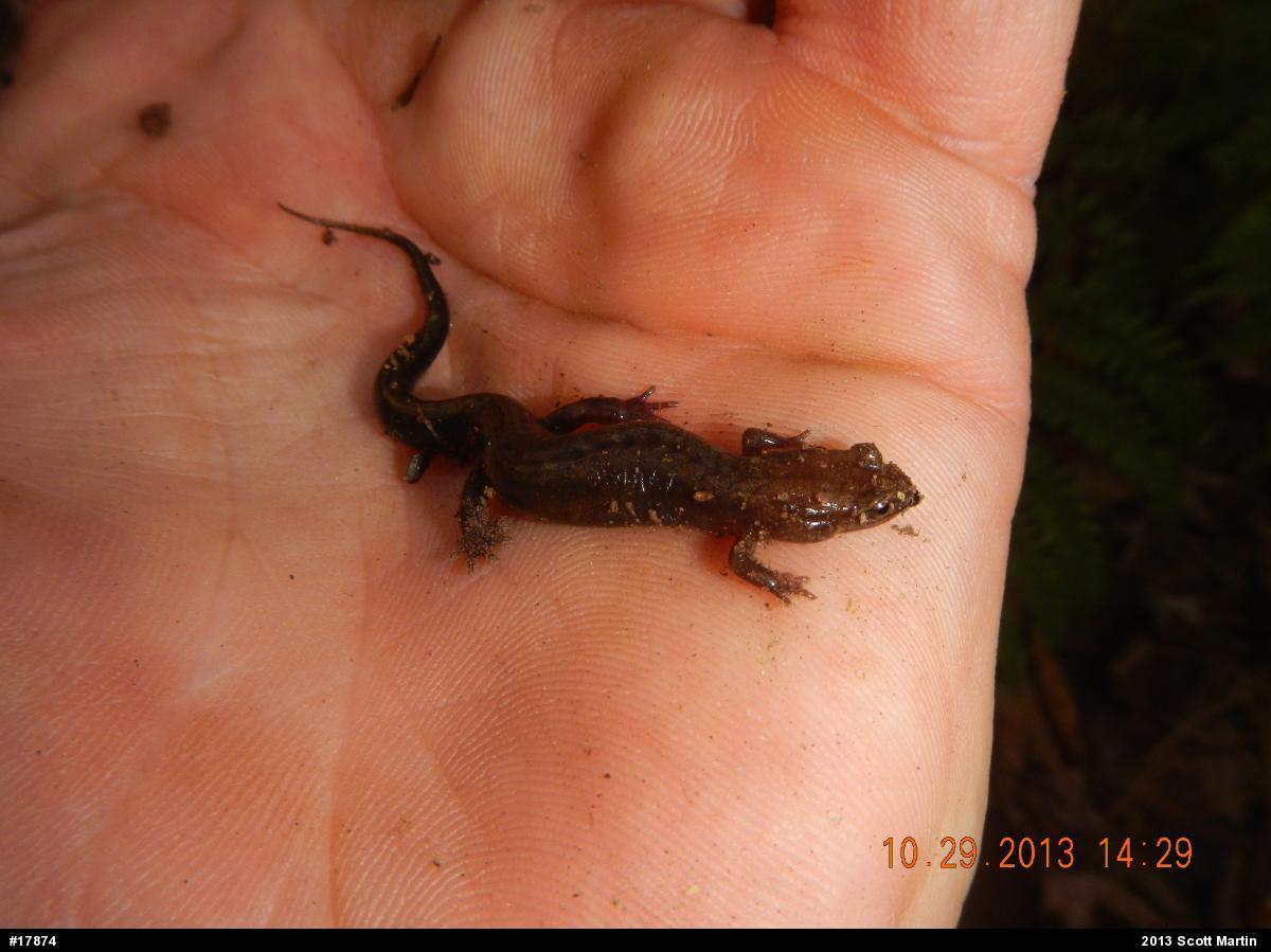 Allegheny Mountain Dusky Salamander