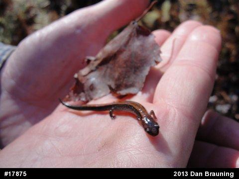 Eastern Red-backed  Salamander