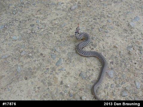 Eastern Gartersnake