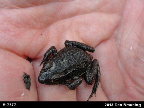 Green Frog