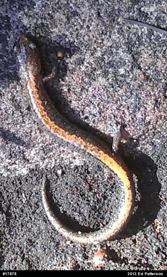 Eastern Red-backed  Salamander