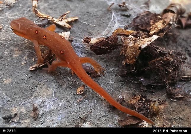 Red-spotted Newt