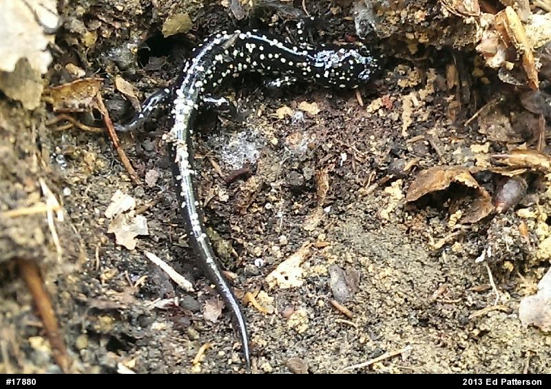 Northern Slimy Salamander