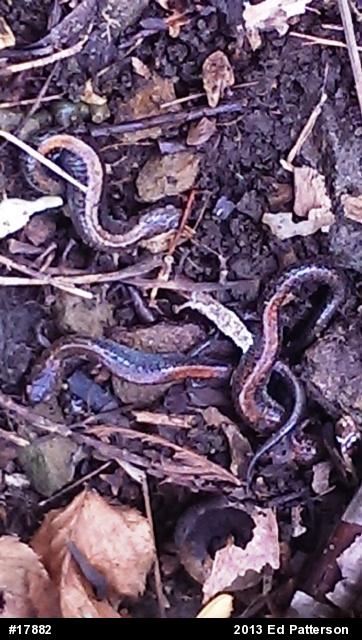 Eastern Red-backed  Salamander