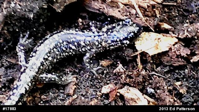 Northern Slimy Salamander