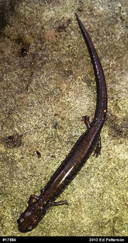 Eastern Red-backed  Salamander