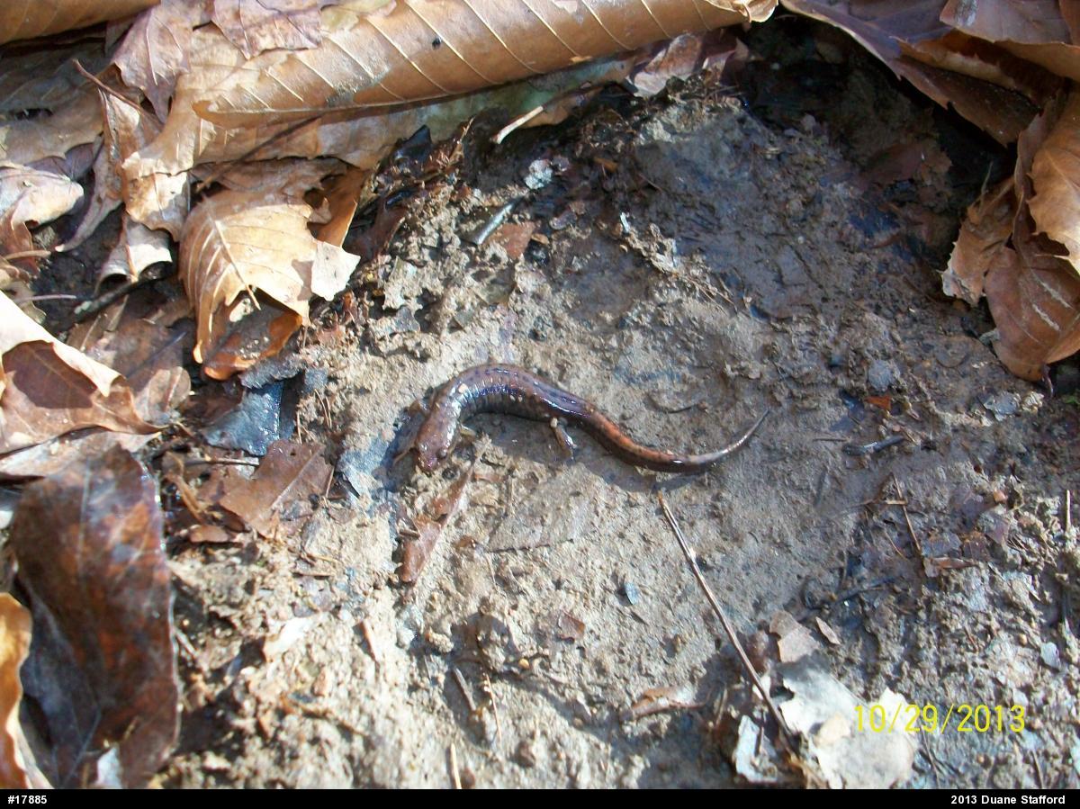 Allegheny Mountain Dusky Salamander