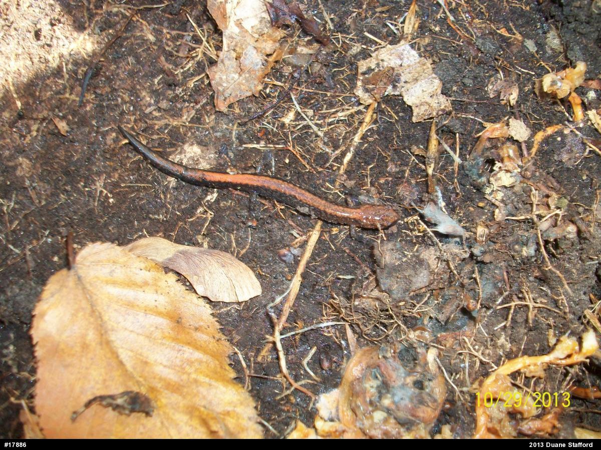 Eastern Red-backed  Salamander