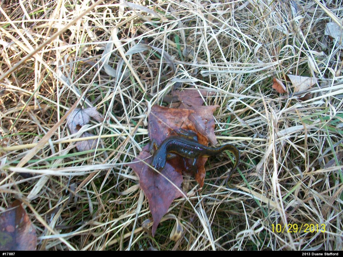 Red-spotted Newt