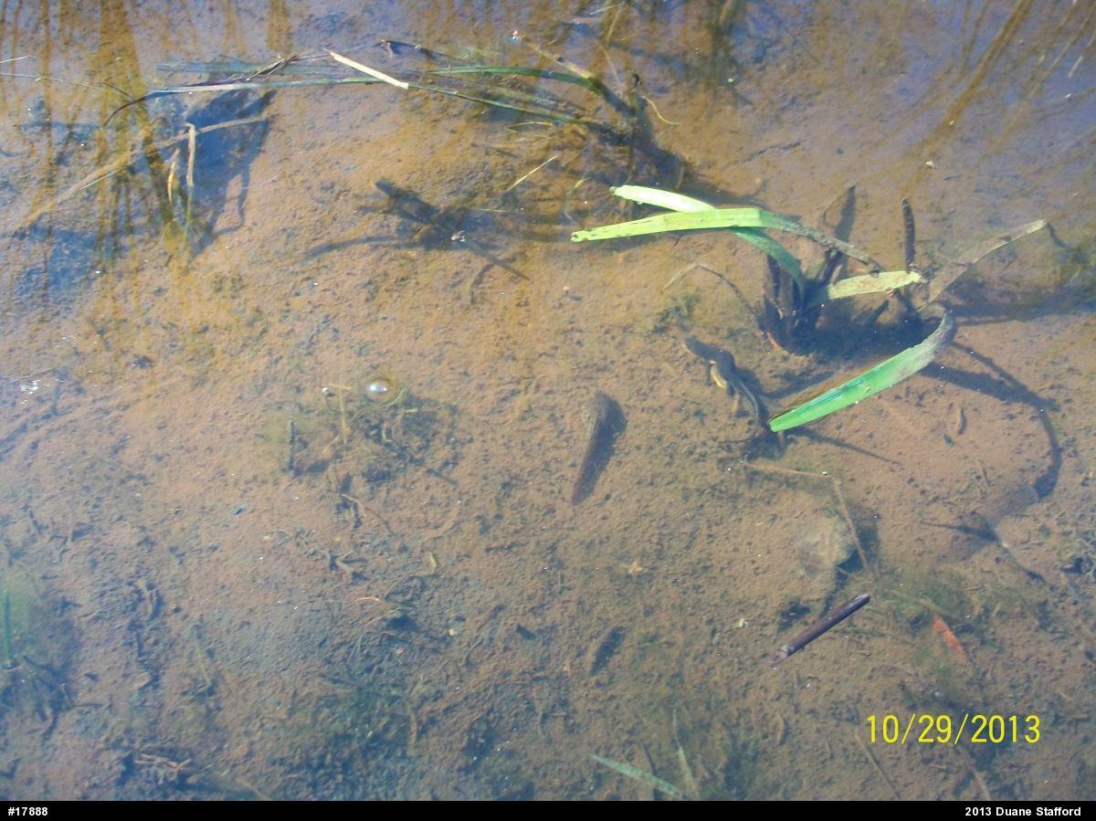 Green Frog