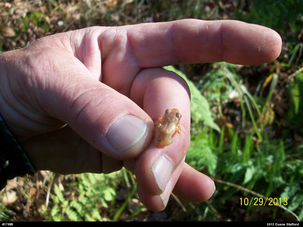 Spring Peeper