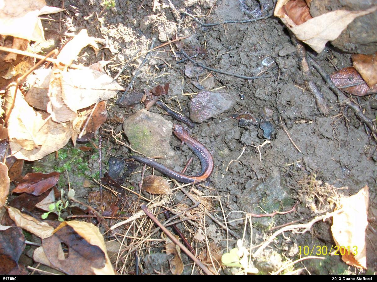Eastern Red-backed  Salamander