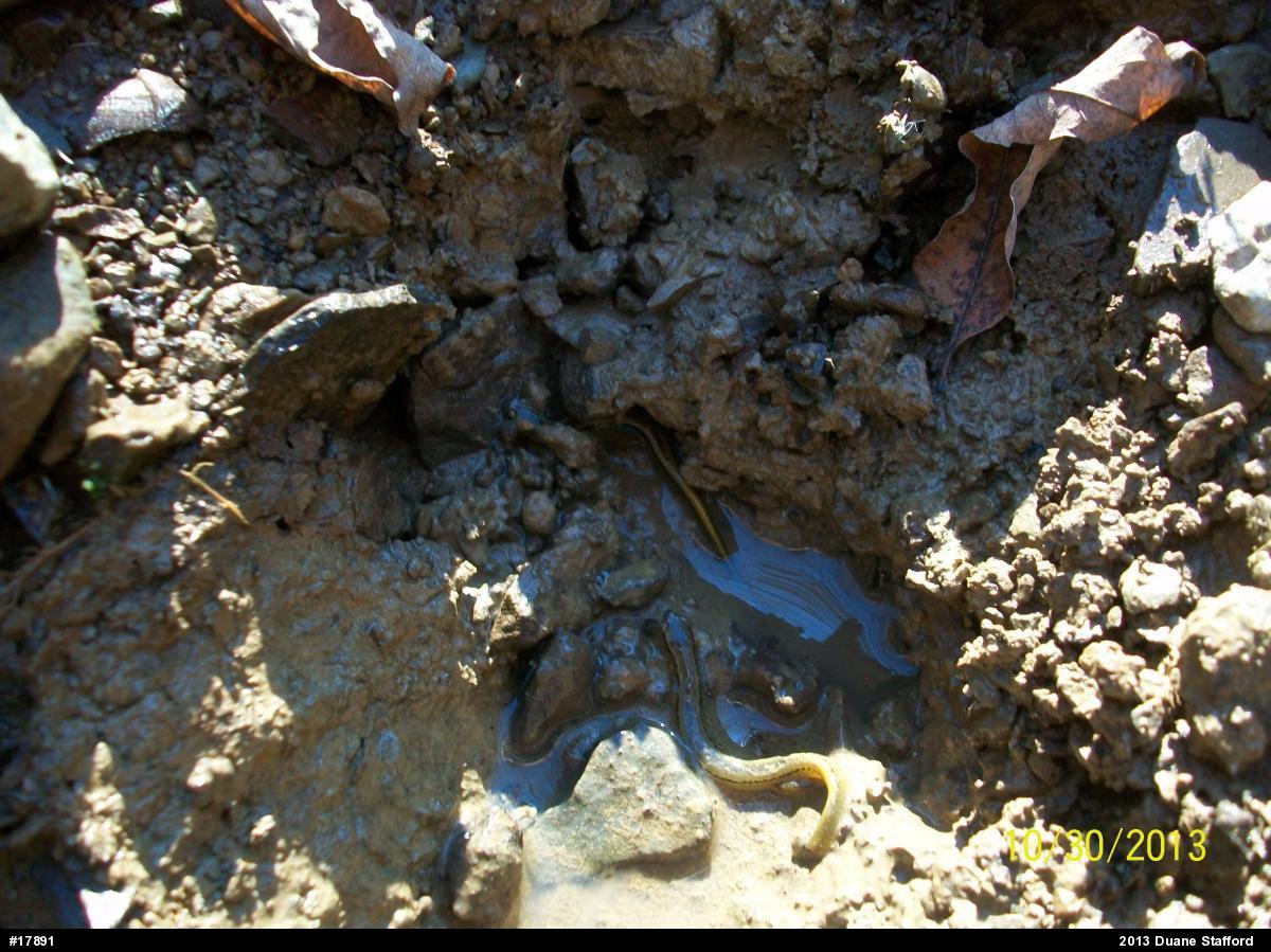 Northern Two-lined Salamander