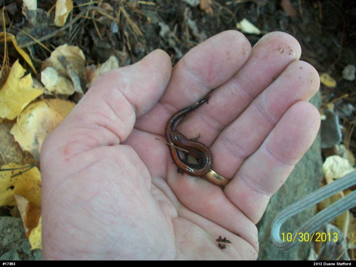 Eastern Red-backed  Salamander
