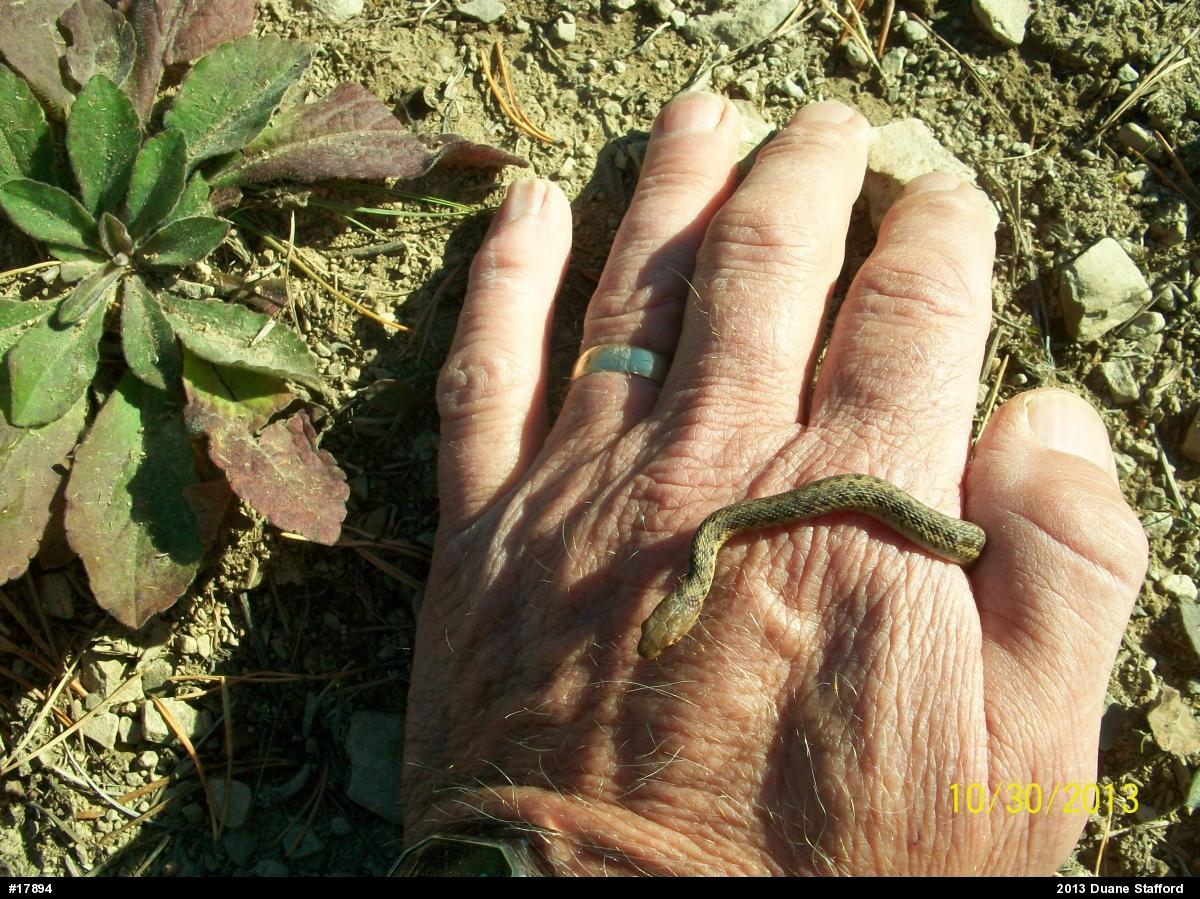 Eastern Gartersnake