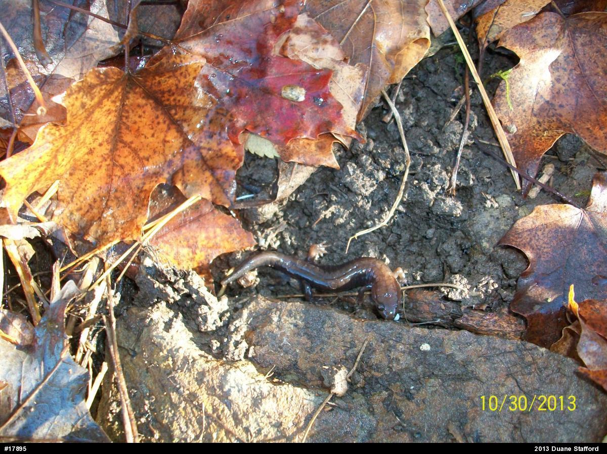 Northern Dusky Salamander