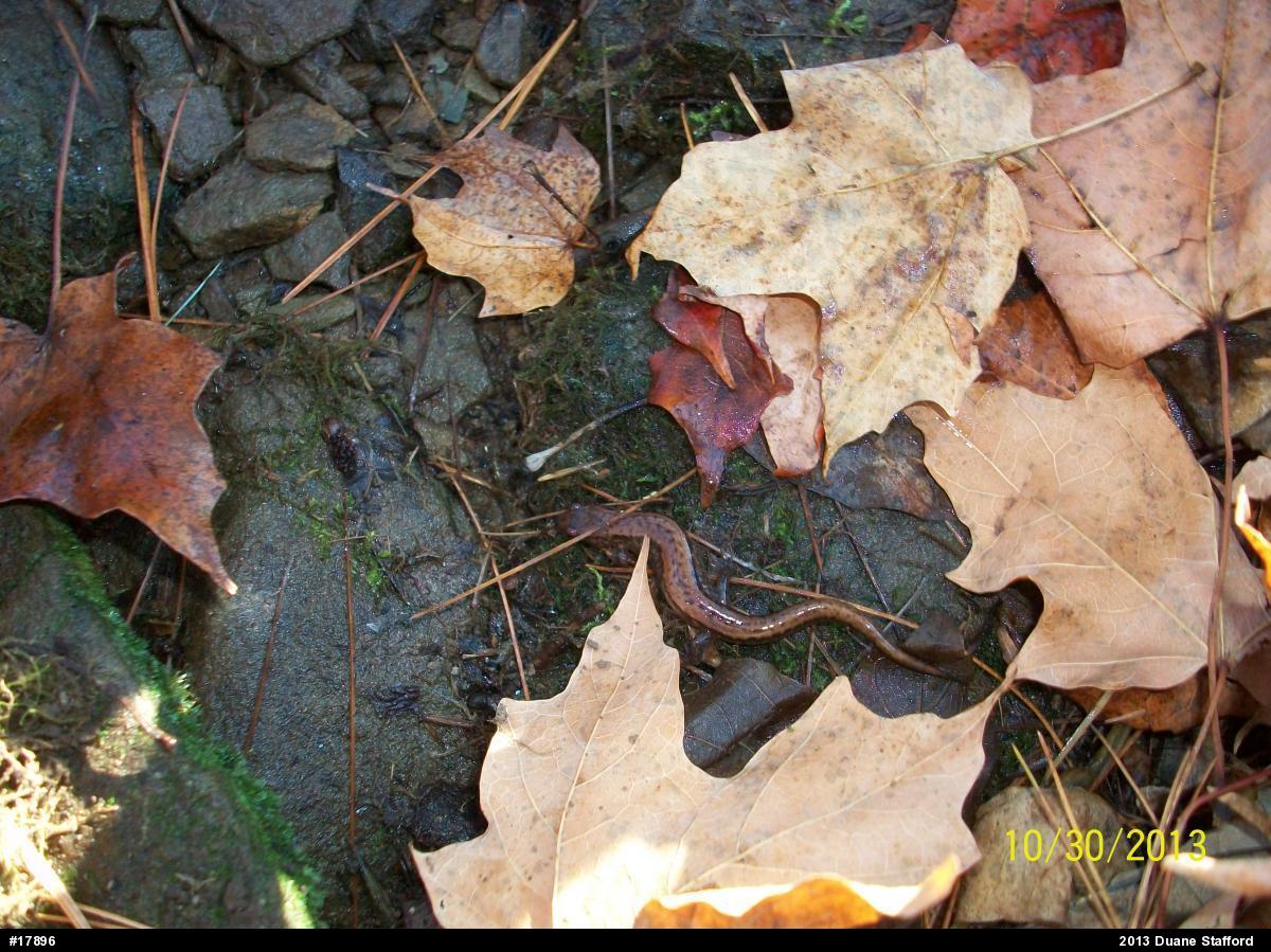 Allegheny Mountain Dusky Salamander