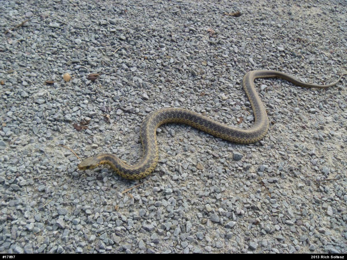 Eastern Gartersnake