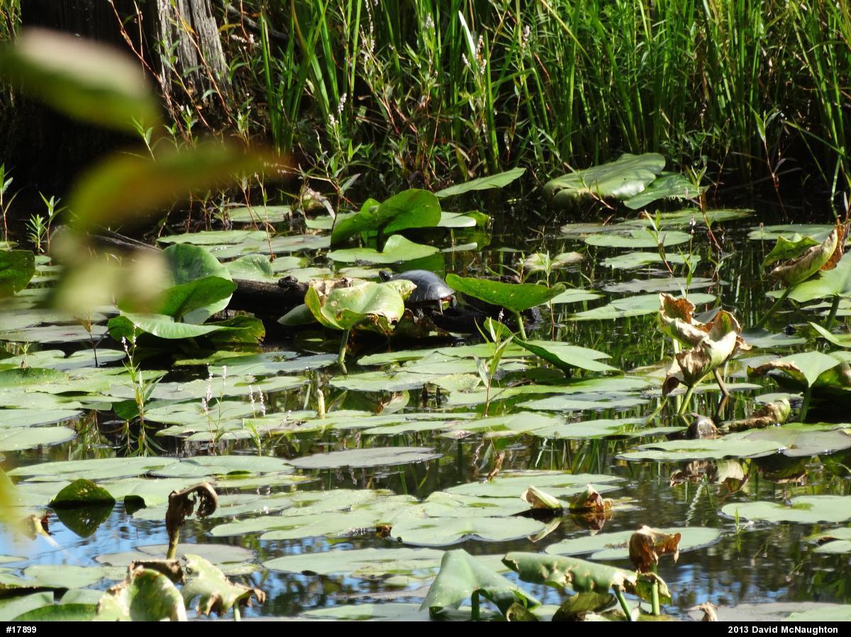 Eastern Painted Turtle