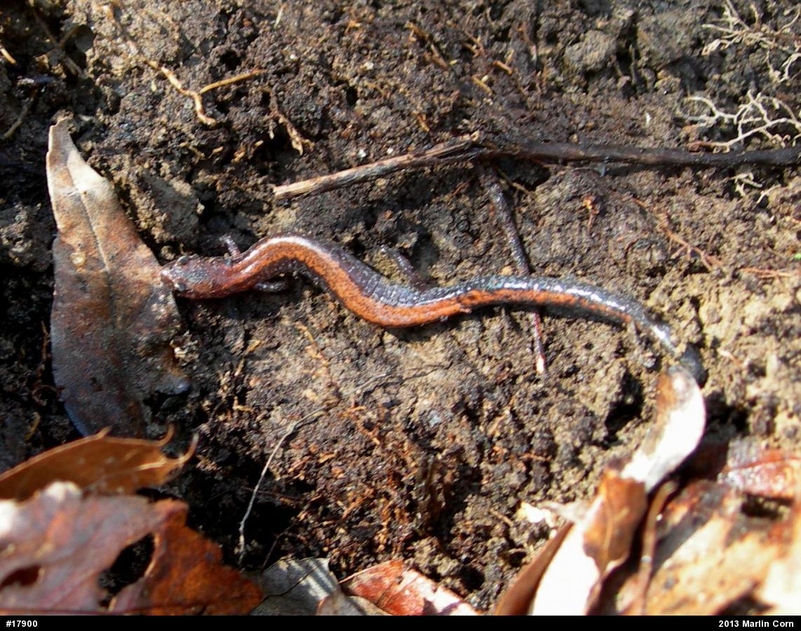 Eastern Red-backed  Salamander