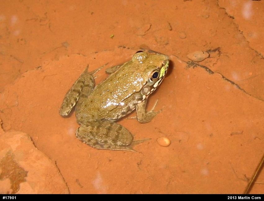 Green Frog