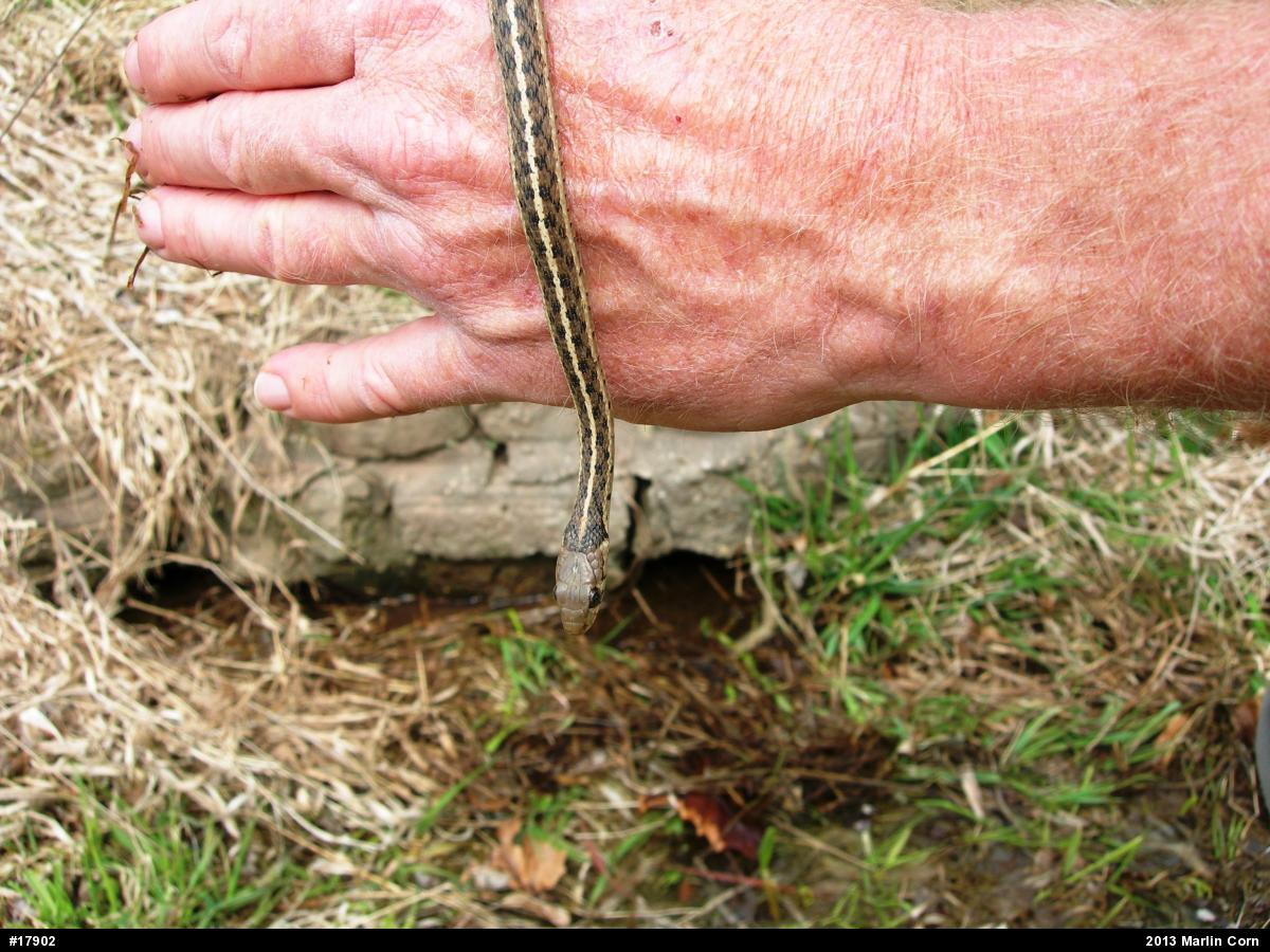 Eastern Gartersnake