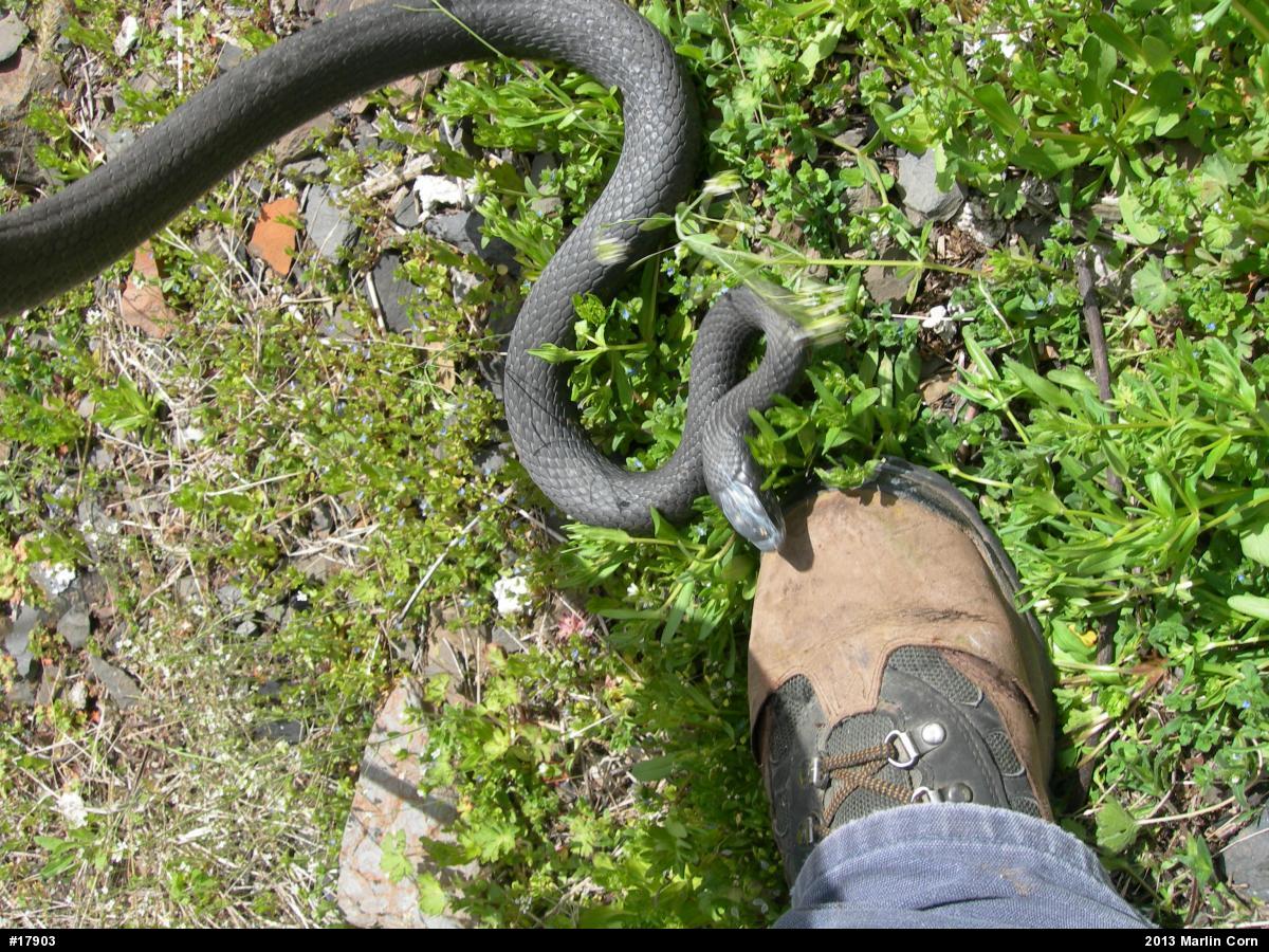 Northern Black Racer