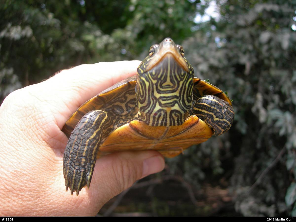 Northern Map Turtle