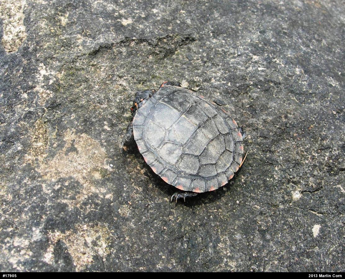 Painted Turtle
