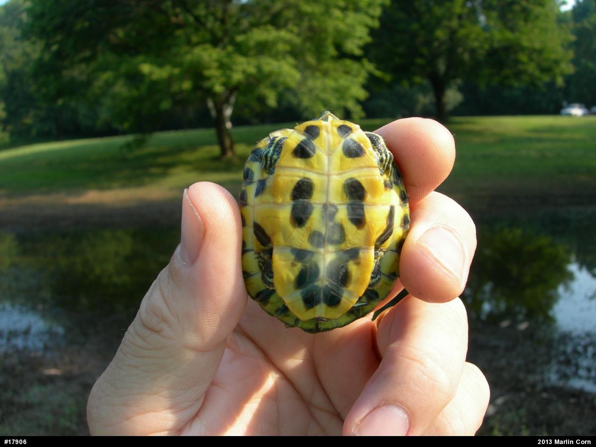 Red-eared Slider