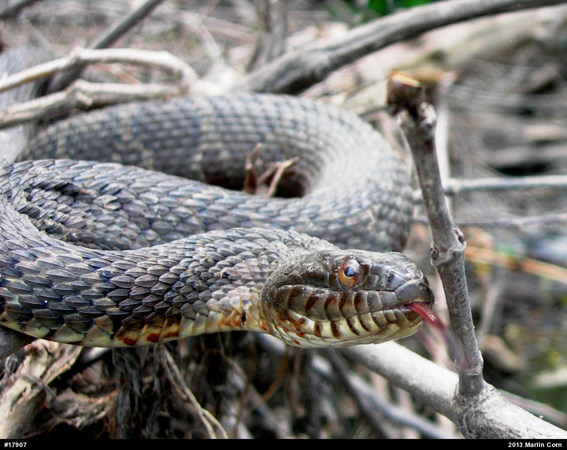 Northern Watersnake