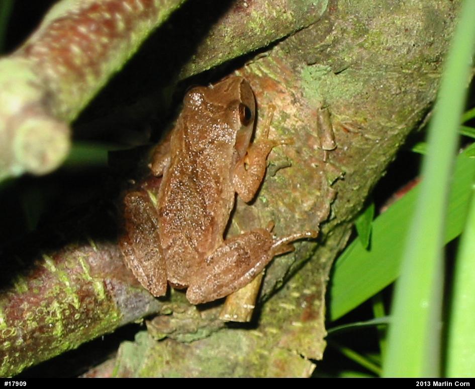 Spring Peeper