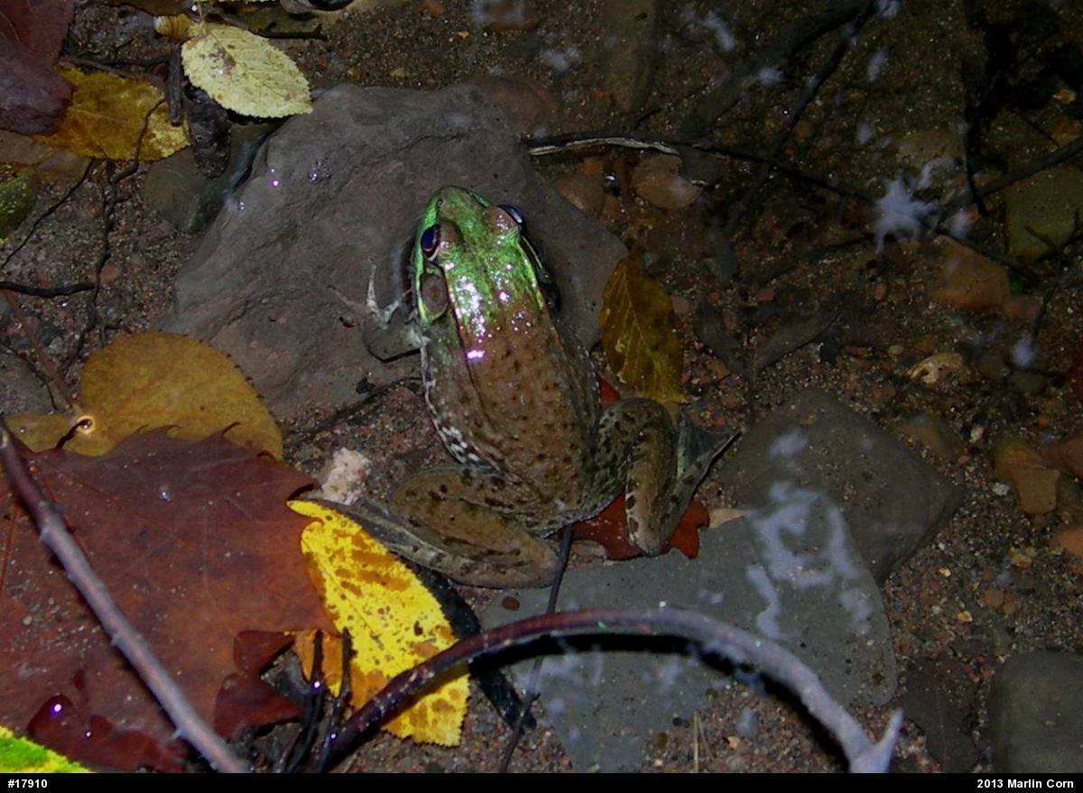 Green Frog