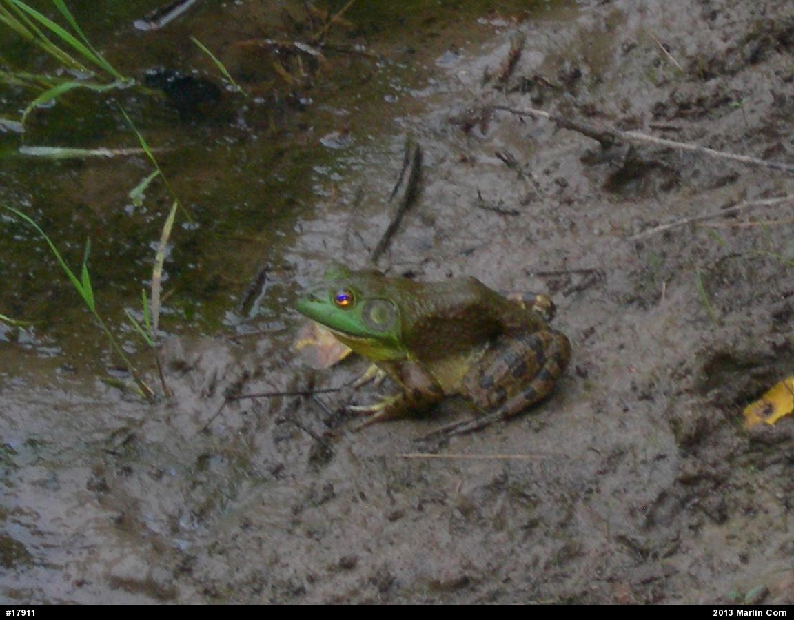 American Bullfrog