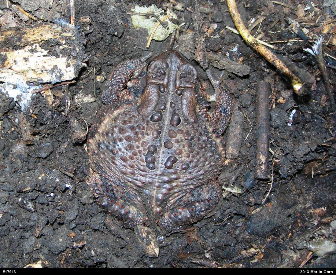 Eastern American Toad