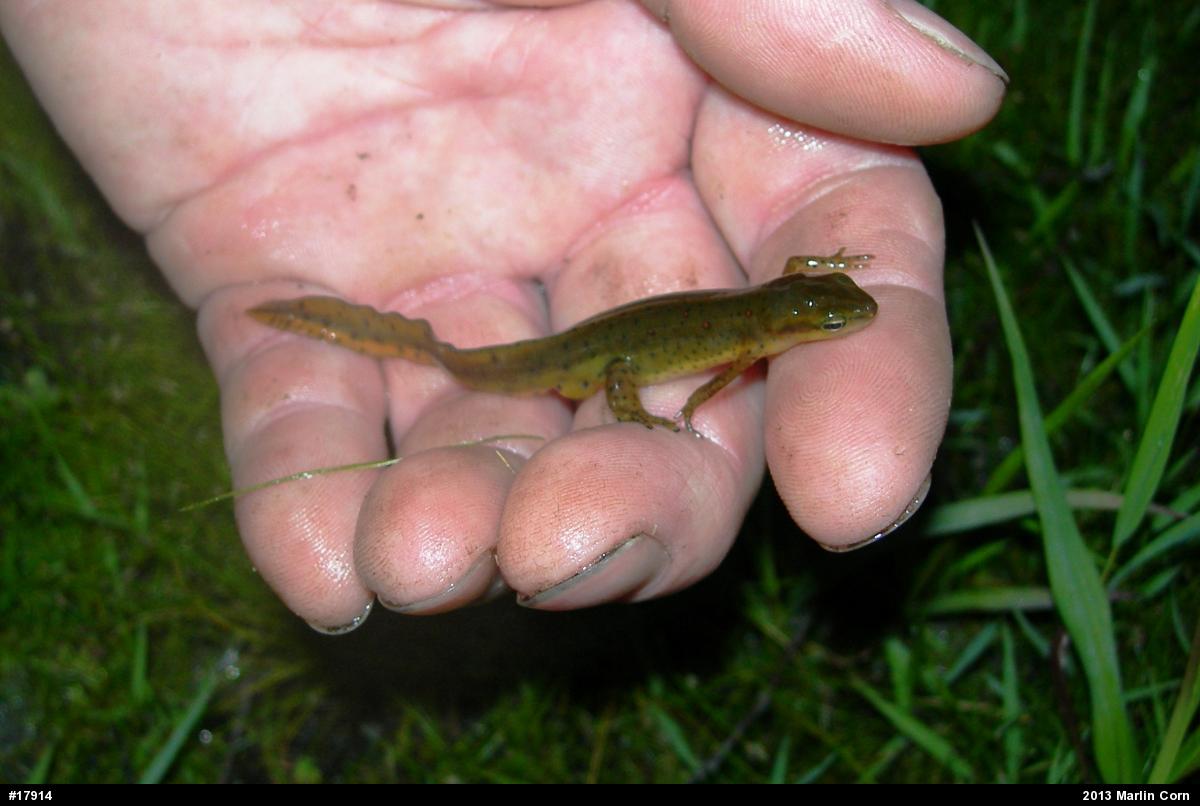 Red-spotted Newt
