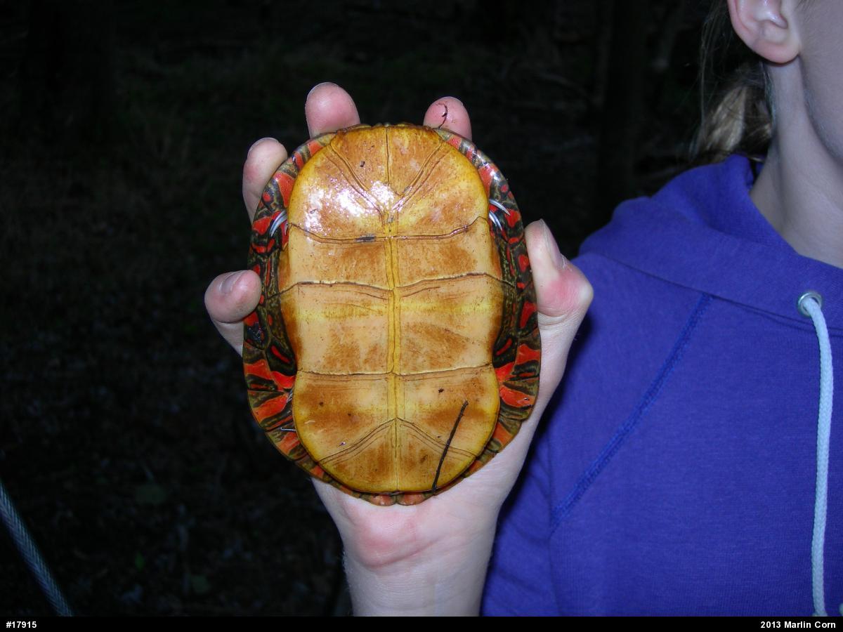 Painted Turtle