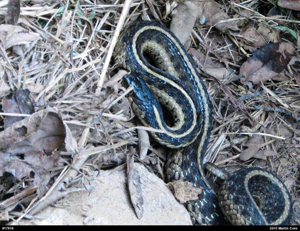 Eastern Gartersnake