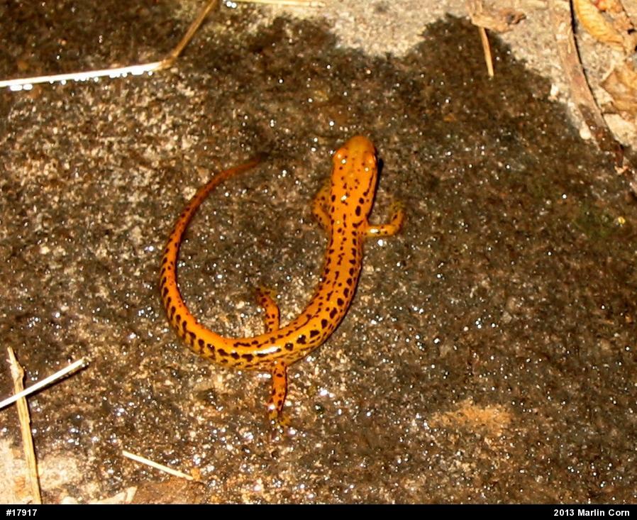 Eastern Long-tailed Salamander