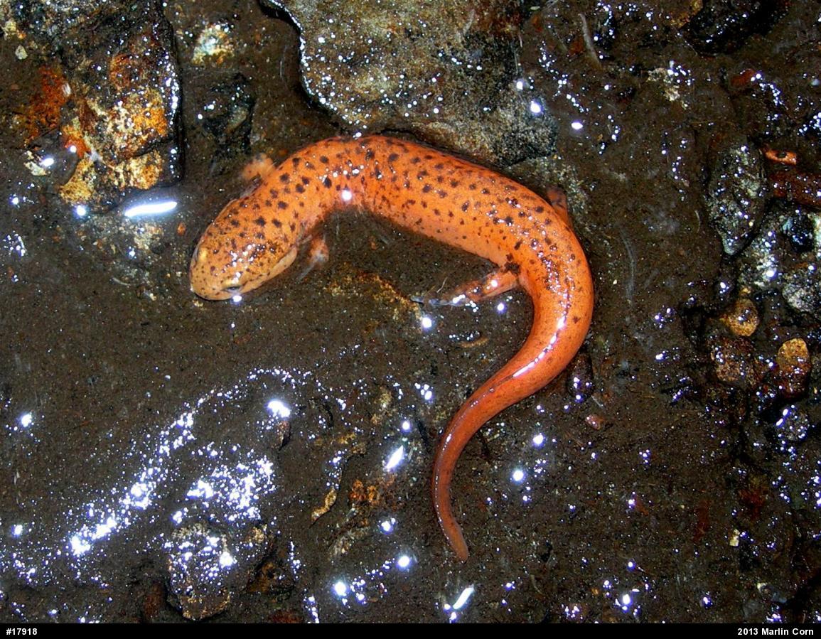 Northern Red Salamander