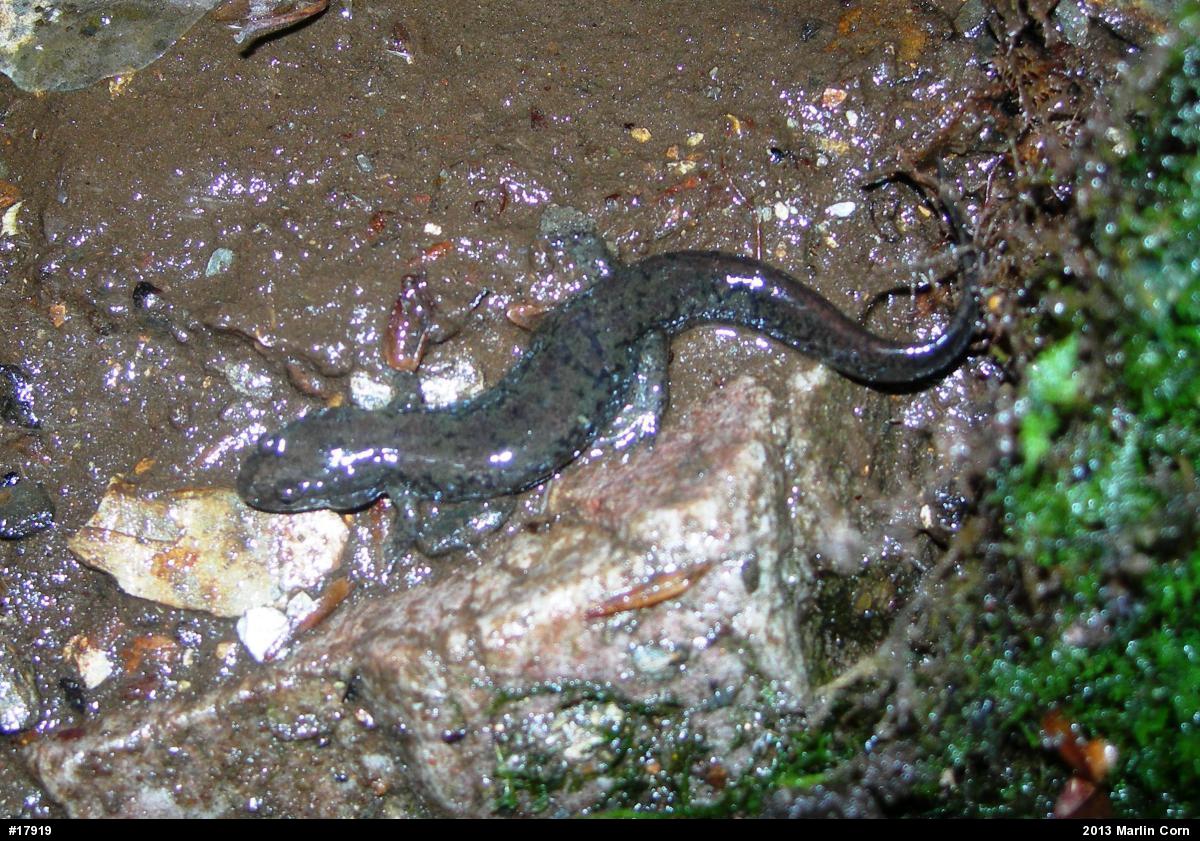 Northern Dusky Salamander