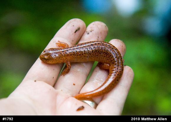 Northern Red Salamander