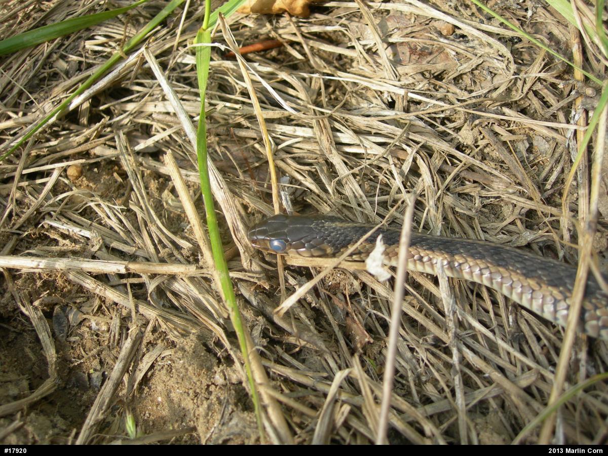 Eastern Gartersnake